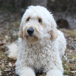 Winnie - Goldendoodle