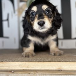 Pecan Pie - Black and cream male Dachshund puppy in Ava, Missouri from Beaver Creek Kennels