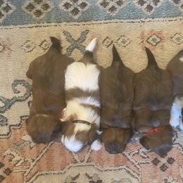 Shih Tzu puppies from Tiny Bubbles Shih Tzus