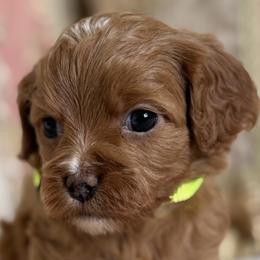 Halo- Sage collar - Red female Cavapoo puppy in Beckley, West Virginia from By Design Doodles