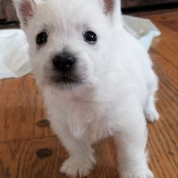 West Highland White Terriers from Bainbridge's Berners