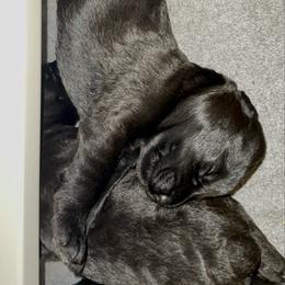 Majo - Black male Giant Schnauzer puppy in Noblesville, Indiana from Stratton House Kennels