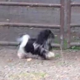 Biewer Terriers and Cairn Terriers from Rose Croft
