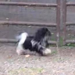 Biewer Terriers and Cairn Terriers from Rose Croft