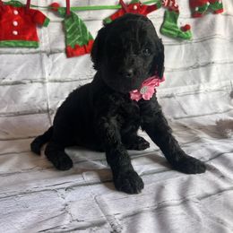 Vixen - Black female Labradoodle puppy in Monticello, Georgia from Daylin’s Doodles & Labradors