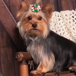 Double Doodles, Goldendoodles, Labradoodles, Poodles, and Yorkshire Terriers from Cotton Rack Farms