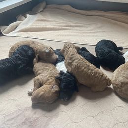 Poodle Puppies from Sweet Country Standards