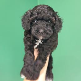 Flash - Toy Poodle raised in home - Black male Poodle puppy in Falcon, Missouri from Cedar House Heritage Poodles | AKC Toy & Miniature Poodle Puppies Raised in Home