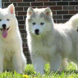 Pomsky and Siberian Husky Puppies from Hudson’s Huskies & Pomskies