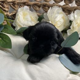 Jasmine - Black female Shih Tzu puppy in Sherman, Texas from Shannon’s Sweet and Sassy Shih Tzu’s