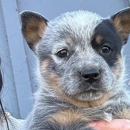 Australian Cattle Dog Puppies from McCalls Cattle Dogs