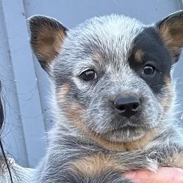 Australian Cattle Dog Puppies from McCalls Cattle Dogs