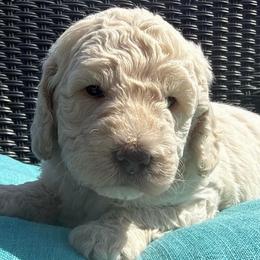Cadbury - Cream male Goldendoodle puppy in Monroe, North Carolina from Dreamland Aussies & Poodles