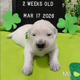 Lime green collar girl - Light golden female Golden Retriever puppy in Rochester, Washington from Grand Mound Goldens
