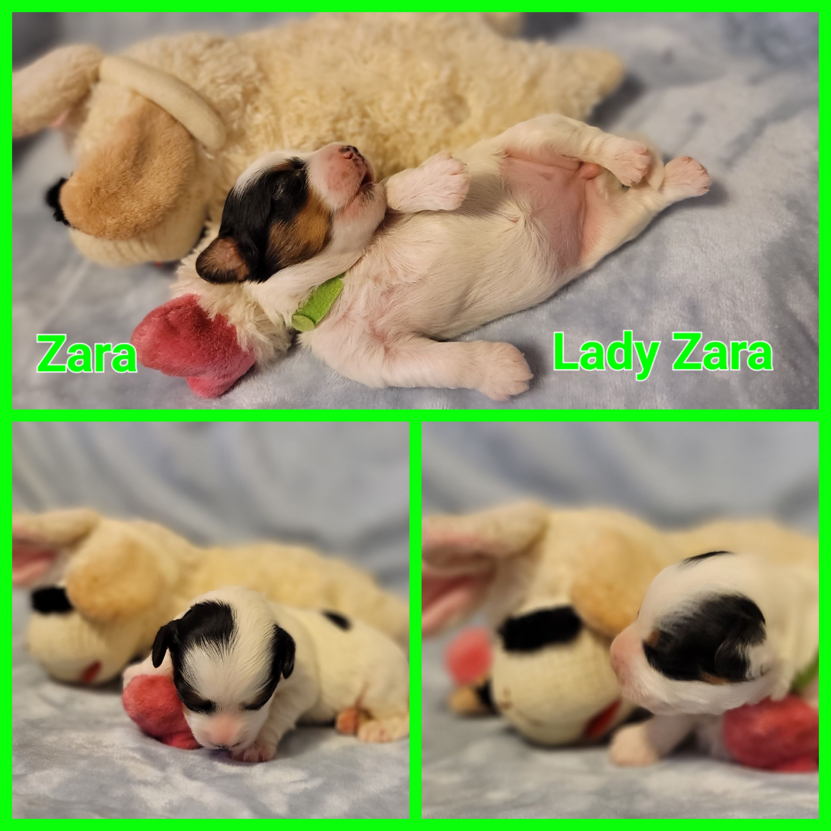 Biewer Terrier Puppies from ORBiT Ohio River Biewer Terriers