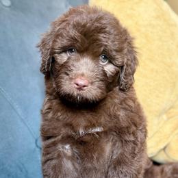 Jim - Brown and white male Aussiedoodle puppy in Jackson, Tennessee from Dinah Doodles and Aussies
