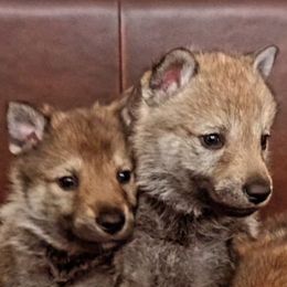 Czechoslovakian Vlcaks from Mikai's Pack