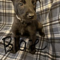 Blaze - Fawn sable male Belgian Malinois puppy in Alger, Michigan from Aspen’s Edge Kennel