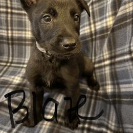 Blaze - Fawn sable male Belgian Malinois puppy in Alger, Michigan from Aspen’s Edge Kennel