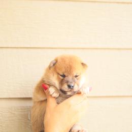 Tinky - Red female Shiba Inu puppy in Napa, California from Shinin Shibas