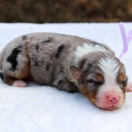 Riley - Blue merle female Miniature Australian Shepherd puppy in Bauxite, Arkansas from J & B Mini Aussies