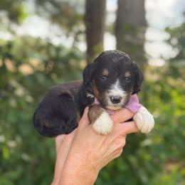 Nibs - Tri-color male Bernedoodle puppy in Bellville, Ohio from Bernedoodle Buddies