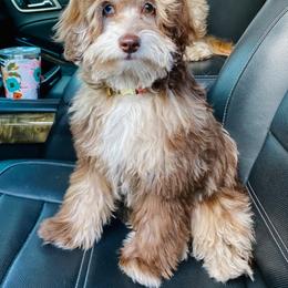 Goldendoodle and Shihpoo Puppies from Stormie's Doodles