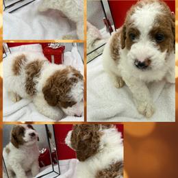 Moss - Parti male Goldendoodle puppy in Wayland, New York from Loris Pampered Pooches💕