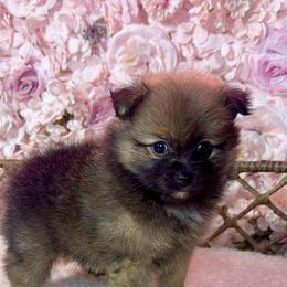 Pomeranian Puppies from Nel’s Pomeranians