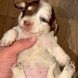 Jessie - Piebald female Dachshund puppy in Hornbeck, Louisiana from A&Z Mini Dachshunds