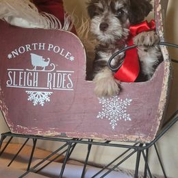 Hoku - Liver male Miniature Schnauzer puppy in Winter Haven, Florida from The Blue Eyed Schnauzer