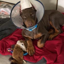 Doberman Pinscher Puppies from Jensen Dobermans