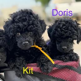 Doris - Phantom female Poodle puppy in Ardmore, Oklahoma from The Poodles of Green Acres