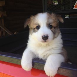 English Cocker Spaniel and Icelandic Sheepdog Puppies from Rocky Bottom