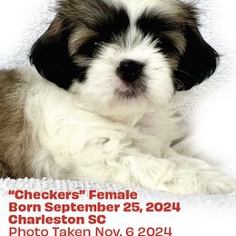 Shih Tzu Puppies from Holy City Shih Tzu