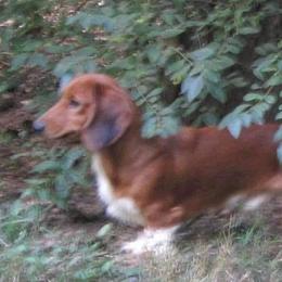 ARMANI - Dachshund
