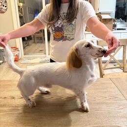 Dachshund All Grown Up from Brit’s Doxie Crossing