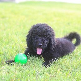 Poodle Puppies from Timber Hills Poodles and Doodles