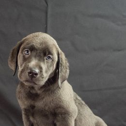 Dilute Retrievers from Cash Money Kennel