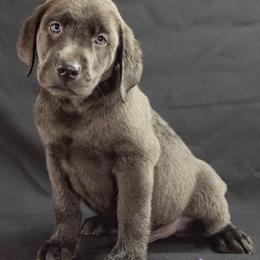 Dilute Retrievers from Cash Money Kennel