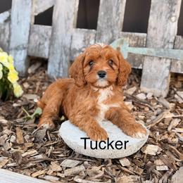 Tucker - Red male Cavapoo puppy in Oxford, Pennsylvania from FriendlyPals