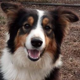 Border Collies from Stirling bridge Border Collies