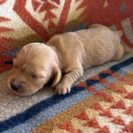 Apricot - Red female Dachshund puppy in Okeechobee, Florida from HotShot Kennels