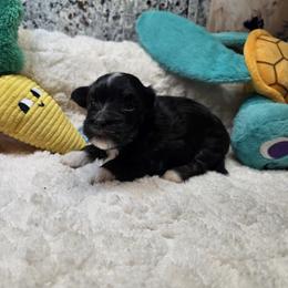 Boy 11 - Black and tan male Havanese puppy in Deer Park, Washington from Mt. Top Havanese