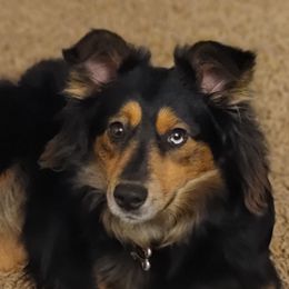 Shaela - Miniature Australian Shepherd