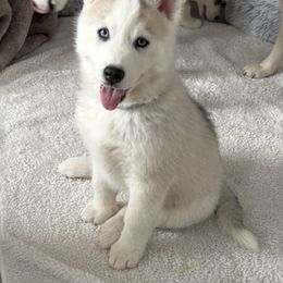 Boy 1 - Gray collar - Gray and white male Siberian Husky puppy in Independence, Wisconsin from Hito's Huskies