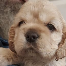 Cocker Spaniels from Rocky's House of Cockers