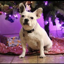Juliet - French Bulldog