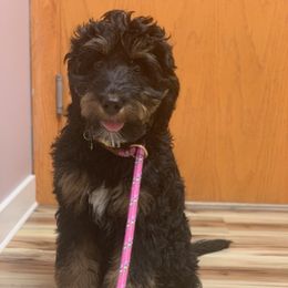 Bernedoodle and Shih Tzu Puppies from Route 66 Poodles & Doodles, Sapphire Shih-tzu's of Ohio