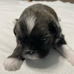 Caleb - Liver and white male Shih Tzu puppy in Kingsley, Michigan from Joseph's Shih Tzus